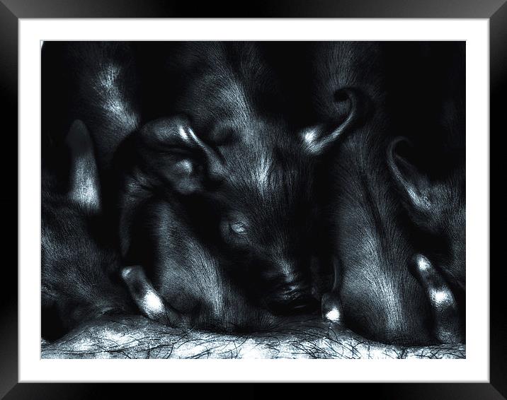 Piglets at Folly Farm Framed Mounted Print by Mark Williams