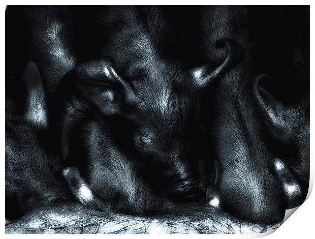Piglets at Folly Farm Print by Mark Williams
