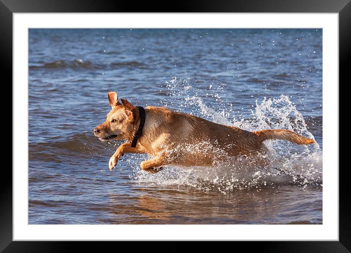Joyous Labrador on the Beach Framed Mounted Print by Tommy Dickson