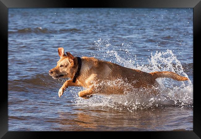 Joyous Labrador on the Beach Framed Print by Tommy Dickson