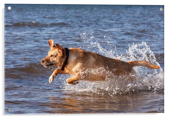 Joyous Labrador on the Beach Acrylic by Tommy Dickson