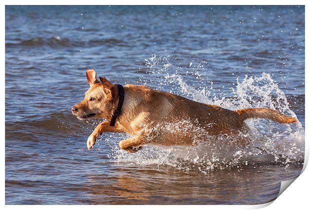 Joyous Labrador on the Beach Print by Tommy Dickson