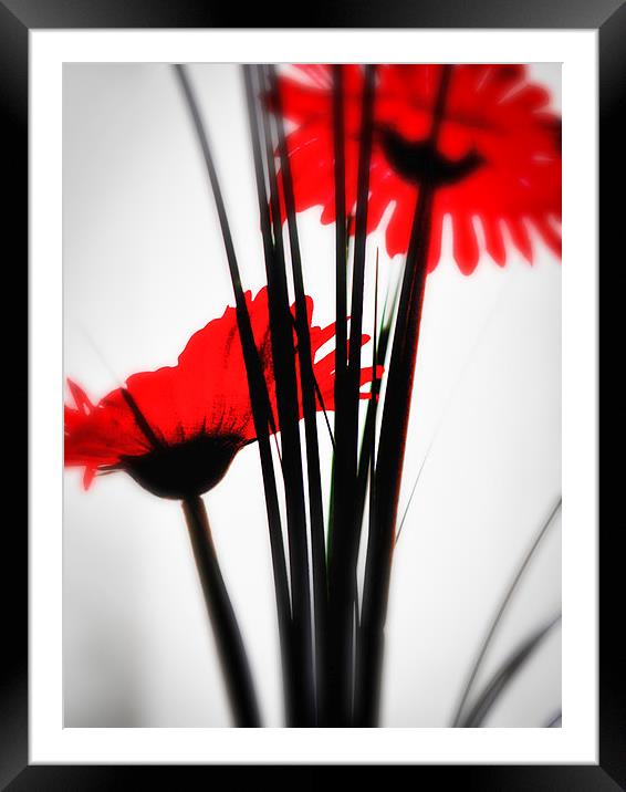 Red Flower 1 Framed Mounted Print by John Pinkstone