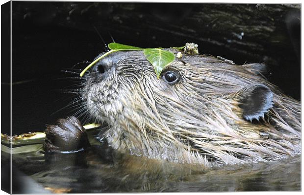 Beaver With Leaf Hat Canvas Print by Gary Beeler