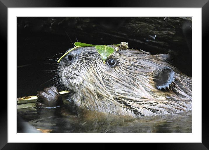 Beaver With Leaf Hat Framed Mounted Print by Gary Beeler