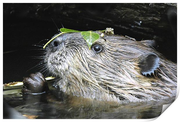 Beaver With Leaf Hat Print by Gary Beeler