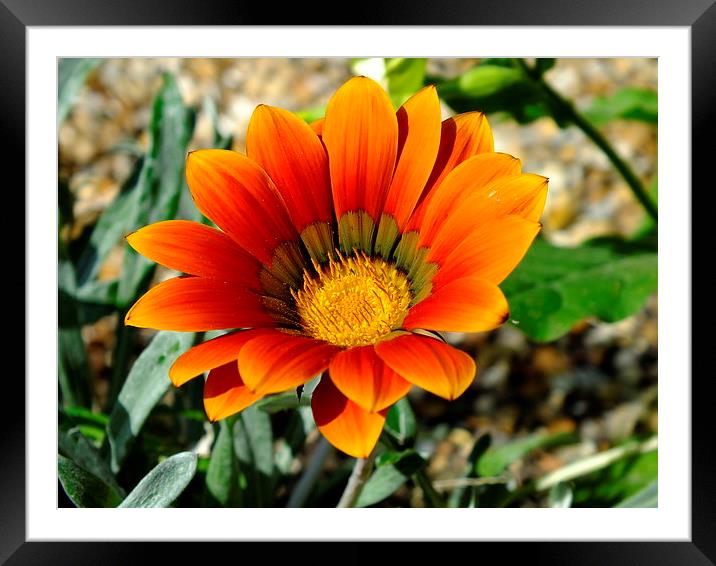 beautiful flower Framed Mounted Print by nick wastie