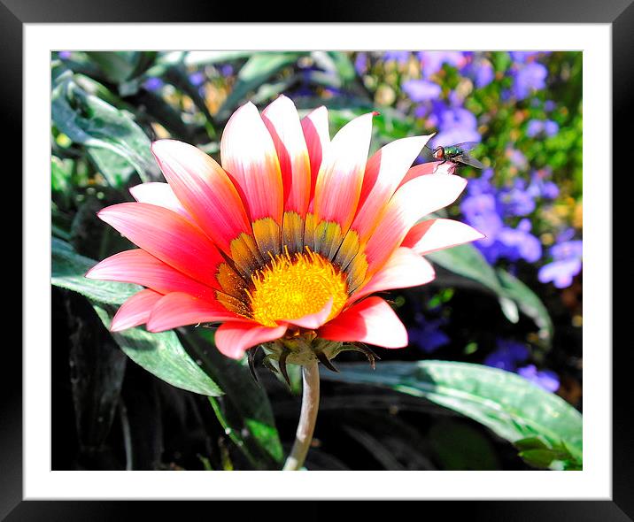 beautiful flower Framed Mounted Print by nick wastie