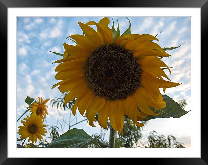 Folow the Sun Framed Mounted Print by Luis Lajas