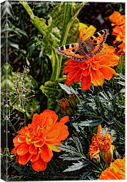 Tortoiseshell Butterfly on a Marigold Canvas Print by Avril Harris