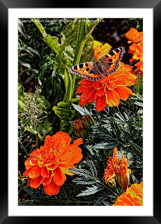 Tortoiseshell Butterfly on a Marigold Framed Mounted Print by Avril Harris