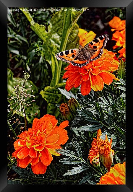Tortoiseshell Butterfly on a Marigold Framed Print by Avril Harris