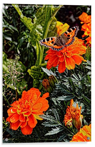 Tortoiseshell Butterfly on a Marigold Acrylic by Avril Harris