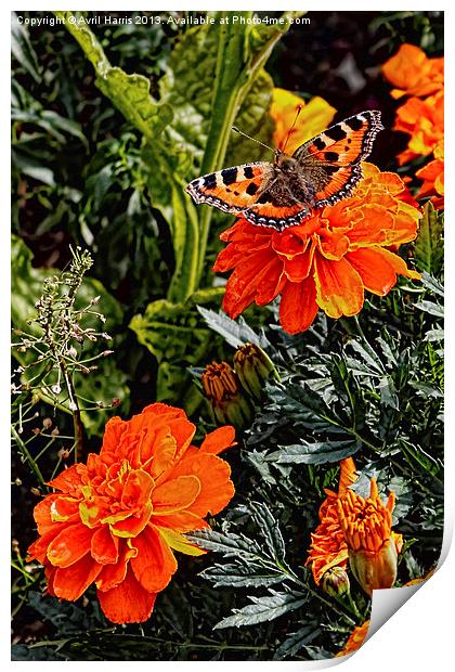 Tortoiseshell Butterfly on a Marigold Print by Avril Harris