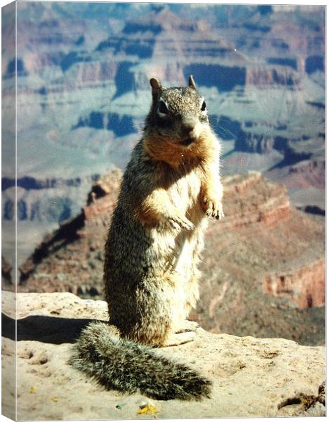 Grand Canyon Squirrel Canvas Print by james richmond