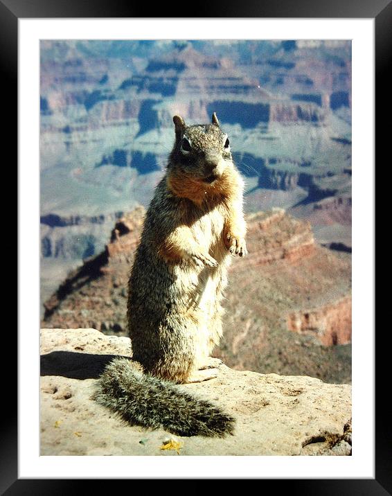 Grand Canyon Squirrel Framed Mounted Print by james richmond