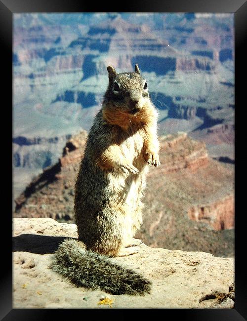 Grand Canyon Squirrel Framed Print by james richmond