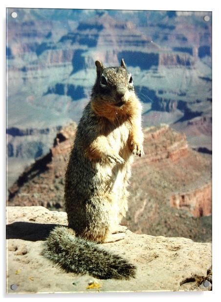 Grand Canyon Squirrel Acrylic by james richmond