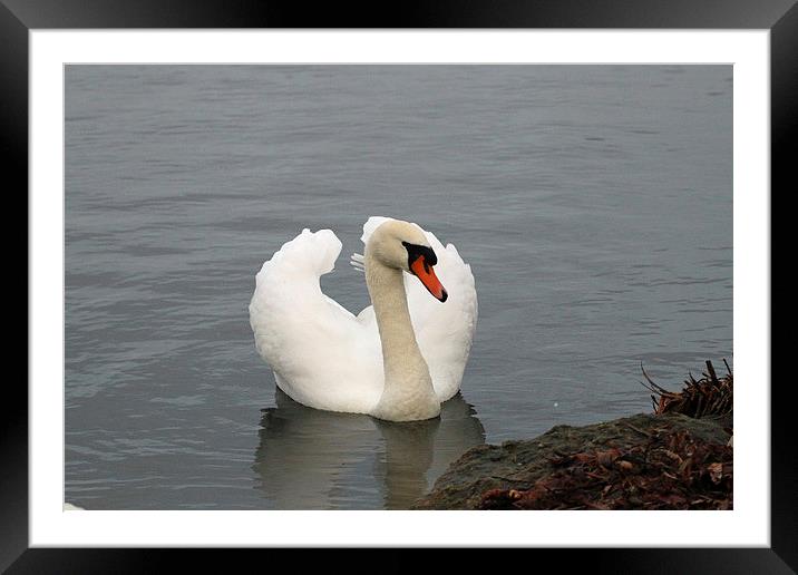 swan display Framed Mounted Print by Martyn Bennett