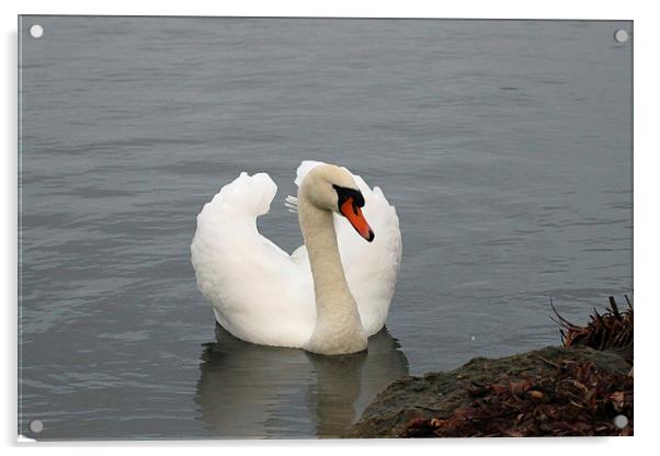 swan display Acrylic by Martyn Bennett