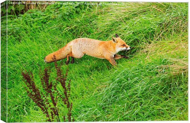 Red Fox in a Hurry Canvas Print by Louise Heusinkveld