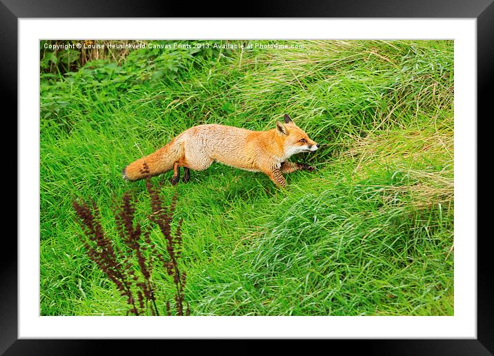 Red Fox in a Hurry Framed Mounted Print by Louise Heusinkveld