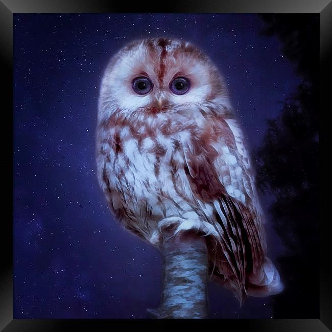 cute little screech owl Framed Print by Silvio Schoisswohl