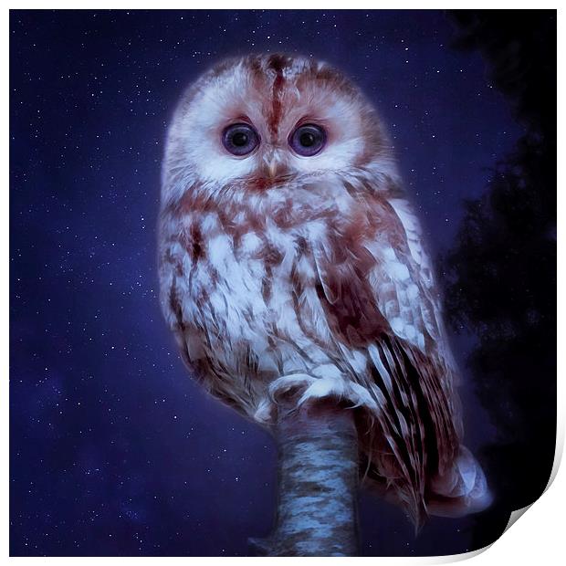 cute little screech owl Print by Silvio Schoisswohl