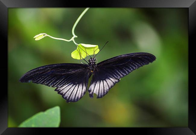 butterfly world Framed Print by nick wastie