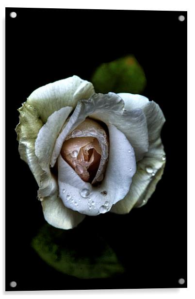 White rose Acrylic by Doug McRae