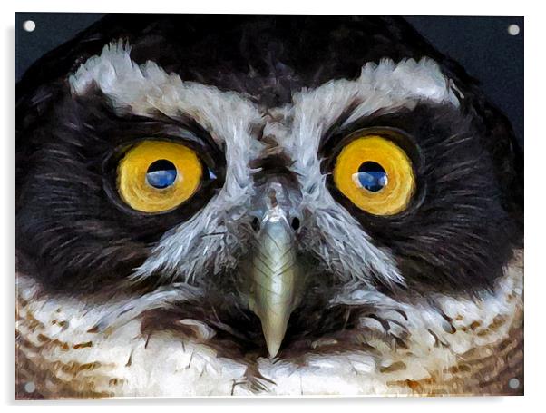 Spectacled Owl Acrylic by Bill Simpson