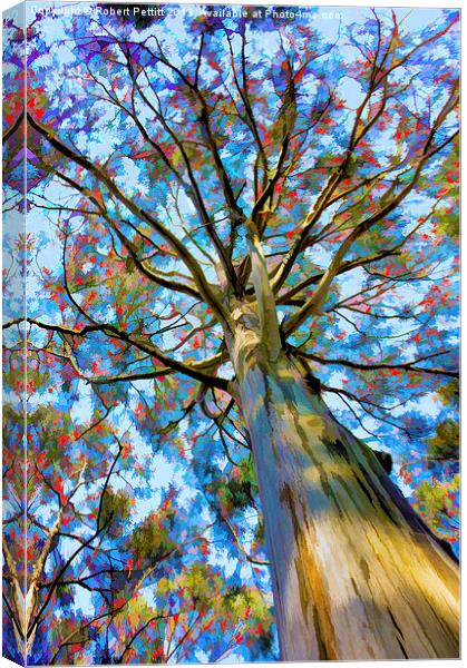 Eucalyptus Tree Canvas Print by Robert Pettitt