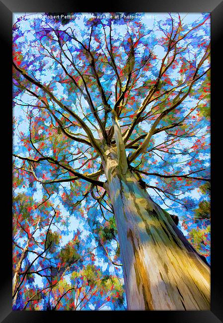 Eucalyptus Tree Framed Print by Robert Pettitt