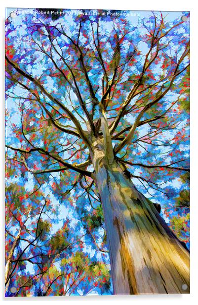Eucalyptus Tree Acrylic by Robert Pettitt
