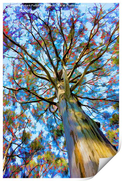 Eucalyptus Tree Print by Robert Pettitt