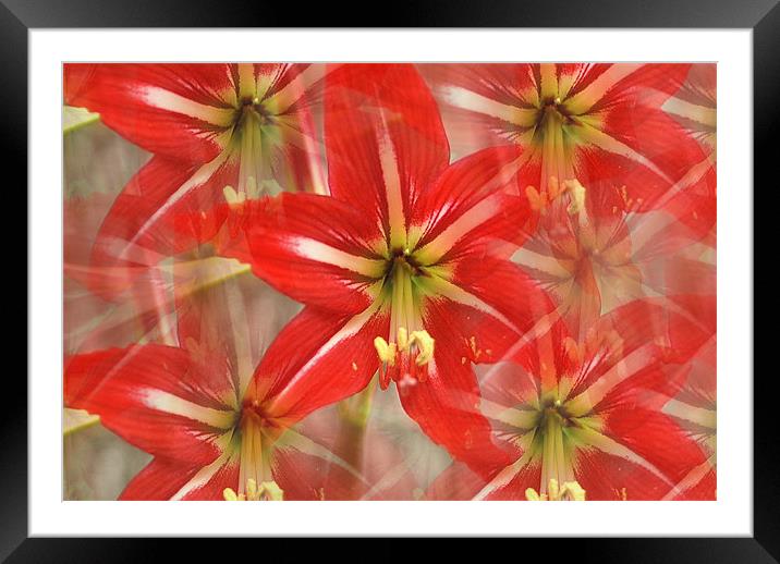 Double, Triple take Framed Mounted Print by Stacey Cook