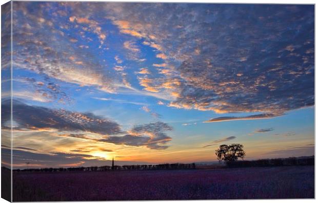 Sunset over a field of flowers Canvas Print by Gary Pearson