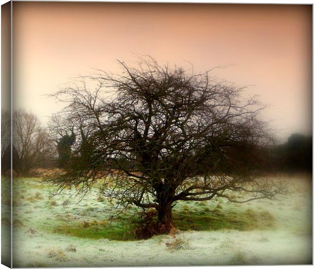 Frosty Morning . . Canvas Print by Kate Towers