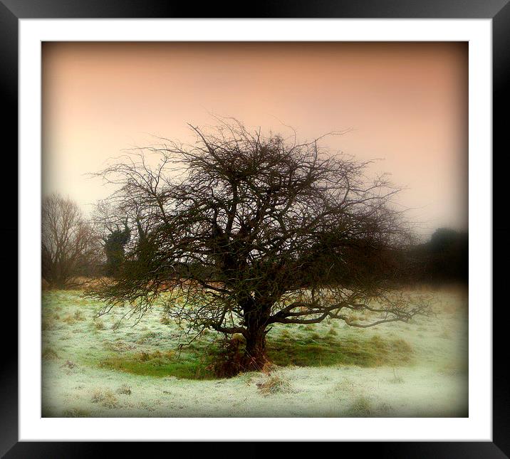 Frosty Morning . . Framed Mounted Print by Kate Towers