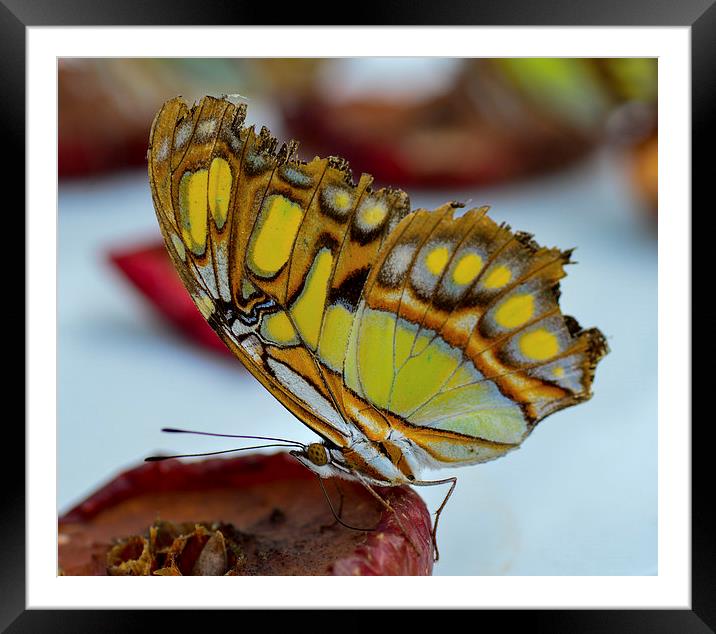 beautiful butterfly Framed Mounted Print by nick wastie
