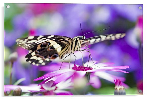 The Citrus Swallowtail Butterfly Acrylic by Glenn Pollock