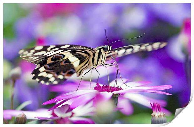 The Citrus Swallowtail Butterfly Print by Glenn Pollock