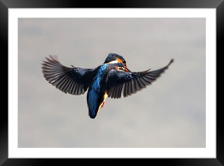 Kingfisher hovering  over water Framed Mounted Print by Gail Johnson