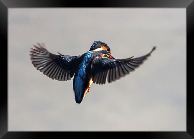 Kingfisher hovering  over water Framed Print by Gail Johnson