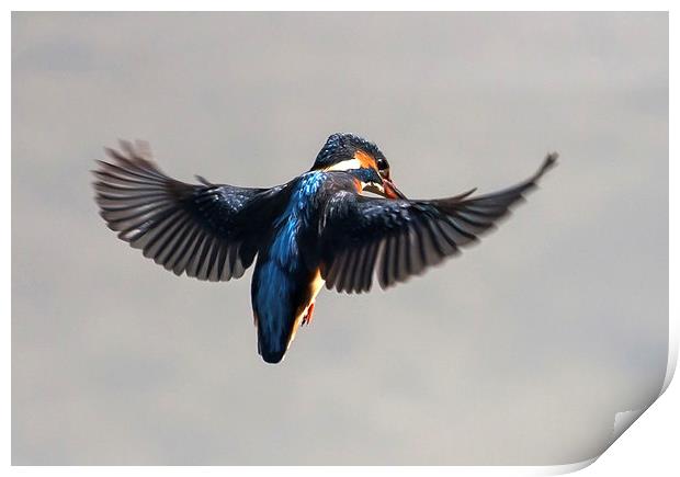 Kingfisher hovering  over water Print by Gail Johnson