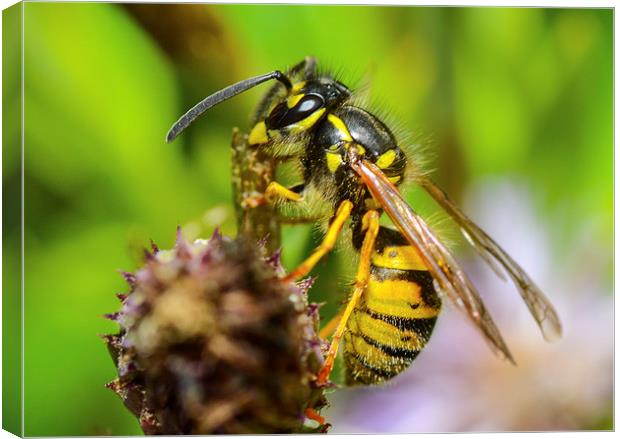common wasp Canvas Print by nick wastie