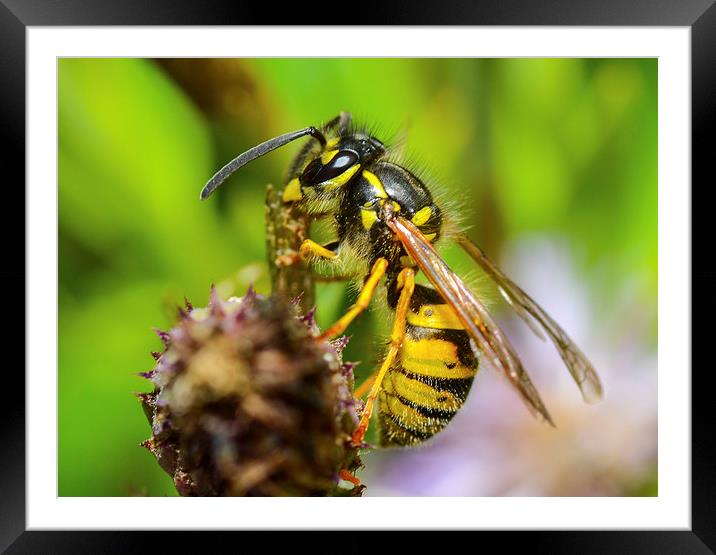 common wasp Framed Mounted Print by nick wastie