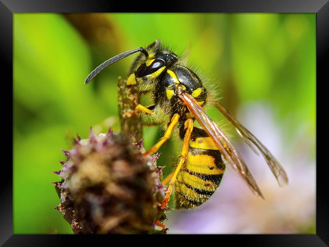 common wasp Framed Print by nick wastie