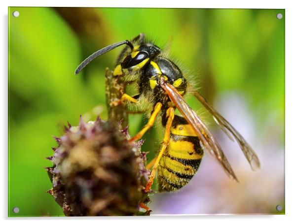 common wasp Acrylic by nick wastie