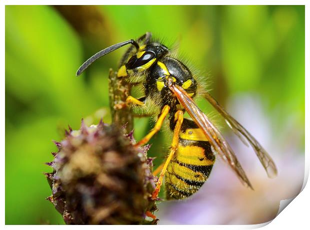 common wasp Print by nick wastie